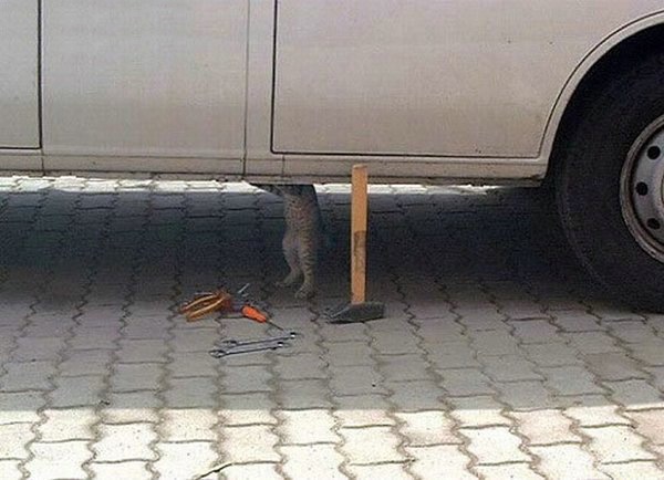 cat-mechanic