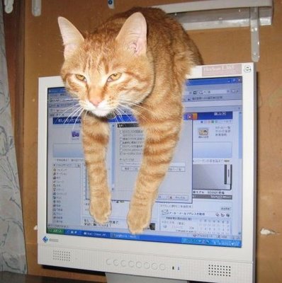 cat computer 2